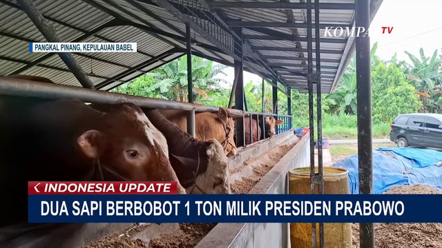 Presiden Prabowo Beli 2 Sapi Limosin Seberat 1 Ton untuk Kurban Iduladha