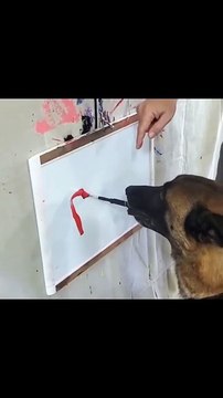 Acești cățeluși miniaturali îți vor topi inima! Sunt jucăuși, pufoși și absolut adorabili. Pregătește-te pentru un val de zâmbete! 😍 👉 Nu uita să dai Like și Subscribe dacă ți-a plăcut! Susține canalul pentru mai multe momente haioase cu animale! 🐾 T