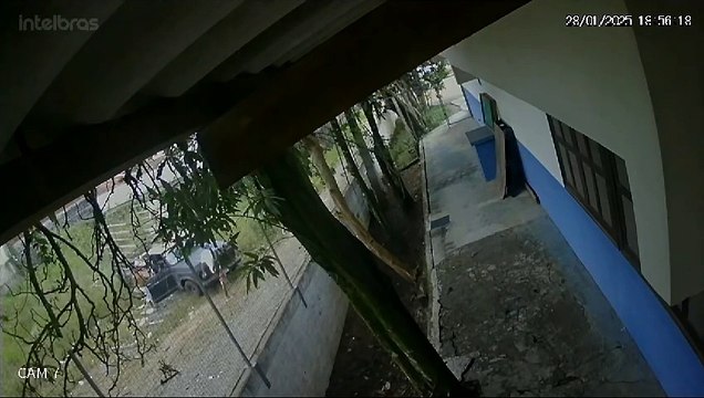 VÍDEO: Abandono de cão tem filhotes mortos e cachorra correndo atrás de ex-tutor em Joinville