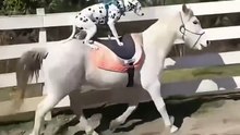 Funny Horses and Dogs – Momente Amuzante cu Cai și Câini Ce Te Vor Face Să Râzi! 🐴🐶😂