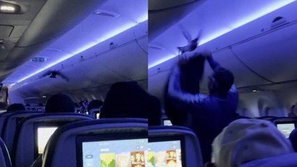 Una paloma atrapada en un avión provoca el caos entre los pasajeros