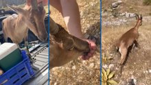 Bitkin halde buldukları dağ keçisini su ve yiyecek verip yeniden doğaya saldılar