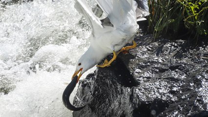 Martıların, göç yolculuğundaki inci kefallerini avlama mücadelesi