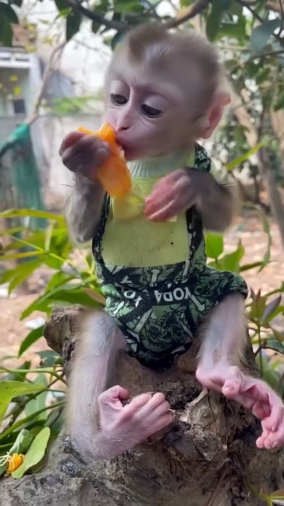 Mischievous Monkey Mayhem Ensures CUTENESS OVERLOAD! 🎉🐵