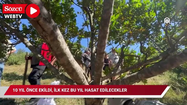 10 yıl önce ekildi, ilk kez bu yıl hasat edilecekler: Kilosu 30 bin liradan satılıyor