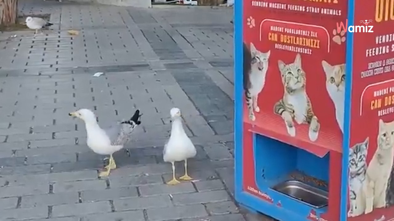 Mann verblüfft: Er hört Miauen, das von einer Möwe kommt (Video)