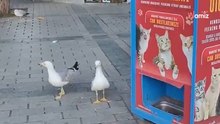 Mann verblüfft: Er hört Miauen, das von einer Möwe kommt (Video)