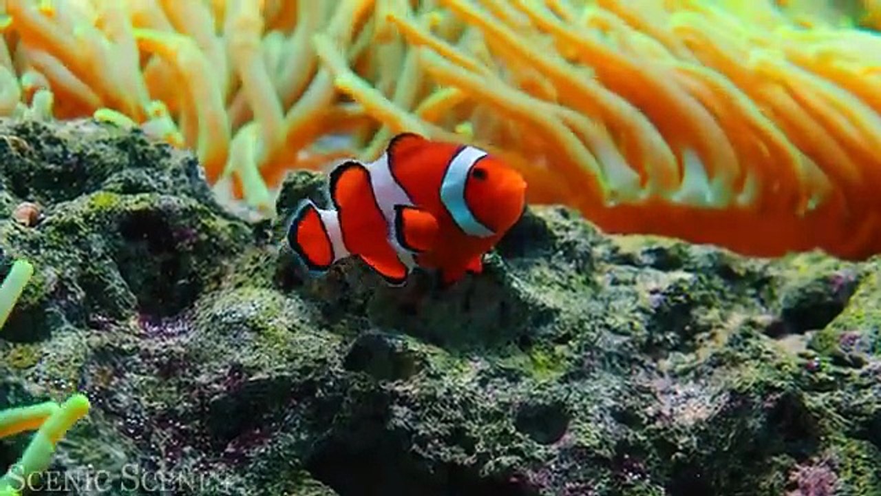 OCEAN ANIMALS DISCOVERY  Mysterious Creatures of the Deep