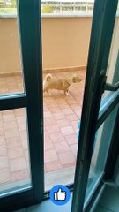 My Dog vs. the Balcony Crow – Câinele Meu Încearcă Să Prindă Cioara Poznașă de pe Balcon 🐶🐦