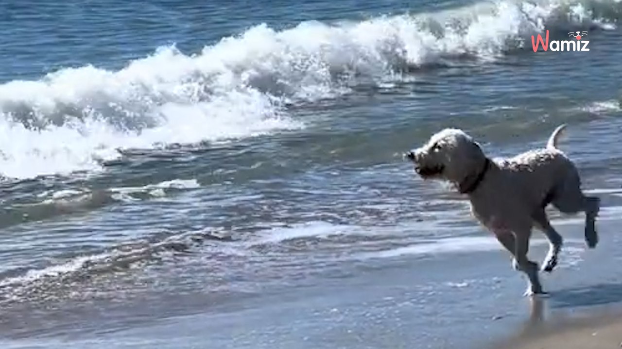 Welpe entdeckt etwas im Meer: Halterin traut kaum ihren Augen und wird nervös (Video)