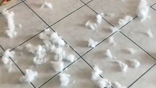 My Dog Made a Mess with a Plush Toy – Câinele Meu a Făcut Dezastru cu Jucăria de Plus! 🧸🐶💥