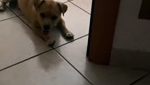 My Dog Falls Asleep Instantly – Câinele Meu Adoarme Dintr-O Dată Ca Un Îngeraș Obosit 😴🐶❤️