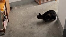The Hunter Becomes The Hunted!