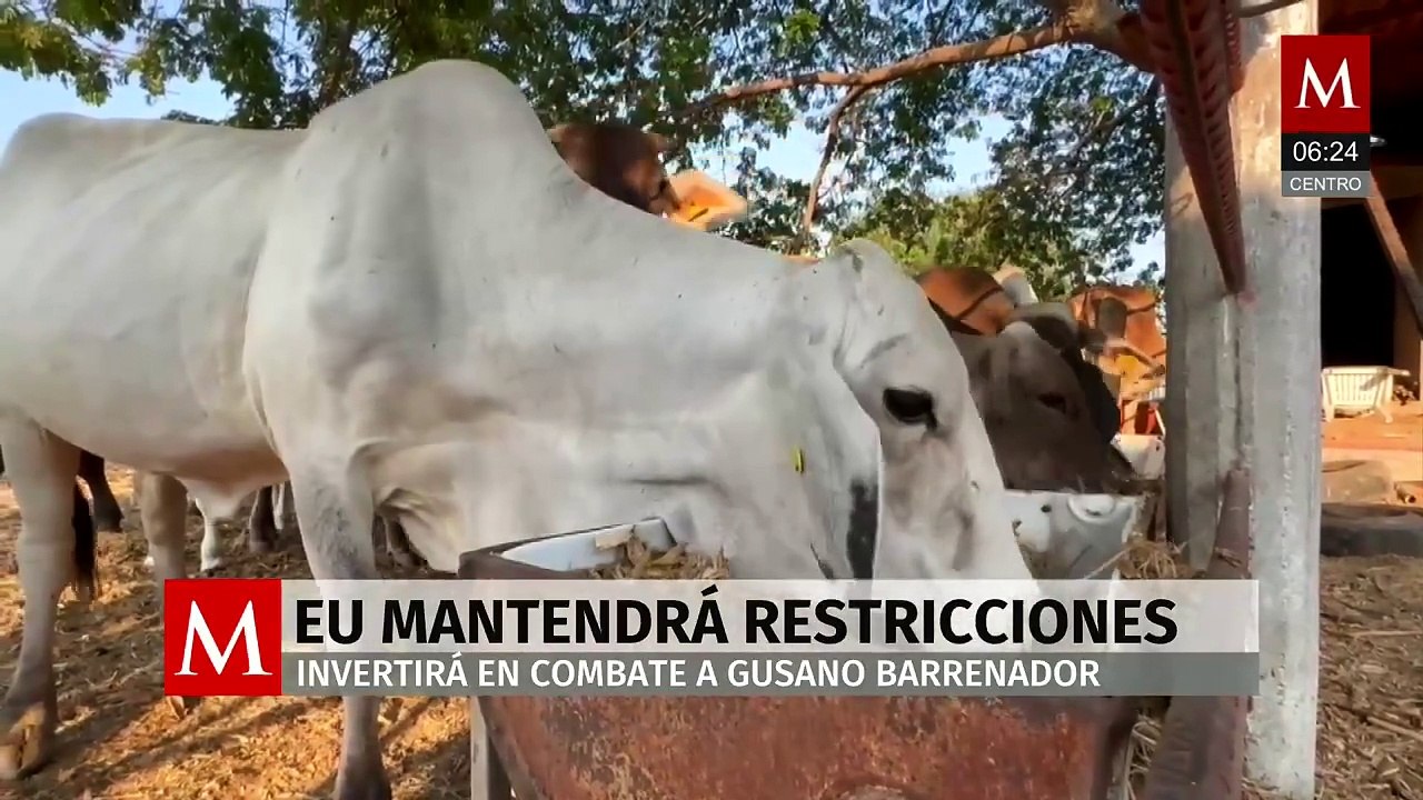 EU invierte 21 mdd para combate al gusano barrenador en México