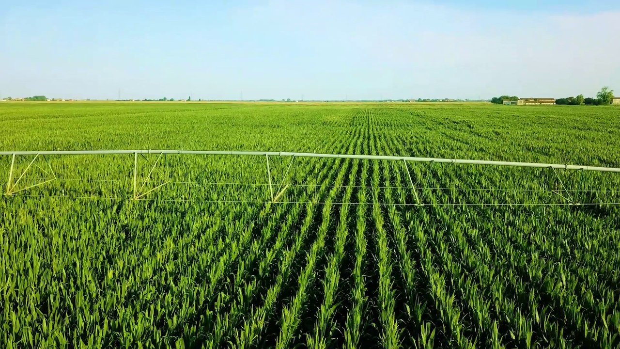 La crisi climatica colpisce i raccolti globali di grano