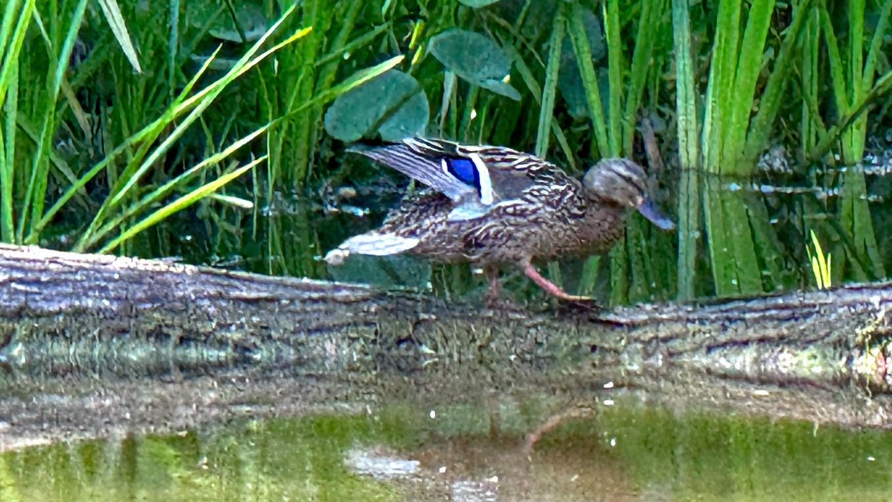 Abergavenny Wild Life