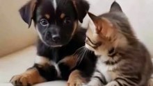 Little Kitten Hugs a Puppy – Pisicuța Micuță Îmbrățișează Cățelușul Adorabil 🐱🤗🐶