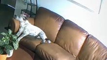 Funny Sleeping Dogs – Câini Care Dorm Foarte Haiosi și Drăgălași 🐶😴😂