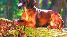 كلب الجبل الباڤاري | Bavarian mountain hound