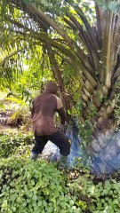 Lagi Bekerja mebang pohon