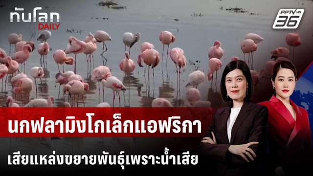 นกฟลามิงโกเล็กแอฟริกาสูญเสียแหล่งขยายพันธุ์เพราะน้ำเสีย | ทันโลก DAILY | 28 พ.ค. 68