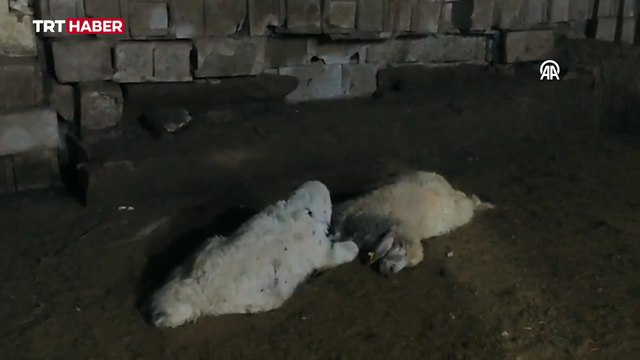 Şanlıurfa'da başıboş köpeklerin saldırdığı 29 kuzu telef oldu