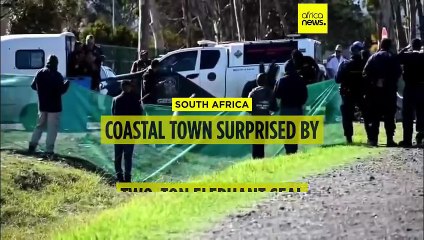 South African town wakes up to elephant seal hobbling down its streets