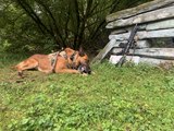 Peyo, chien militaire de commando, peut être guidé par drone !