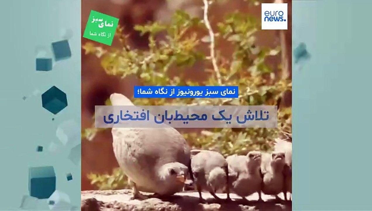 نمای سبز یورونیوز از نگاه شما؛ تلاش یک محیط‌‌‌‌بان افتخاری برای ساخت آبشخور پرندگان در ایران