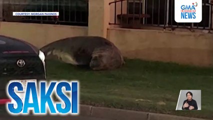 Sea elephant, naligaw sa bangketa sa South Africa | Saksi
