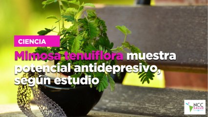 Mimosa tenuiflora muestra potencial antidepresivo, según estudio