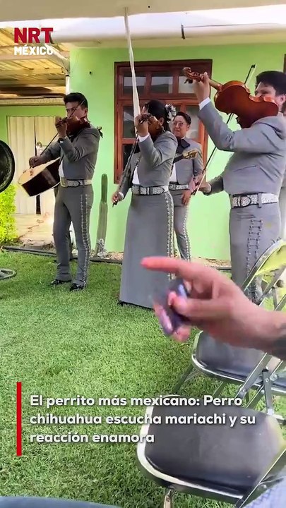¡Este es el perrito más mexicano que verás hoy! 🇲🇽 Un chihuahua se quedó embobado escuchando a un grupo de mariachis y su carita de asombro es lo más adorable del mundo 🐾🎺 #Mariachi #Chihuahua #MéxicoLindo #Viral