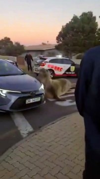 Vídeo! Elefante-marinho é visto passeando por rua de bairro e mobiliza moradores; resgate durou quase 9 horas