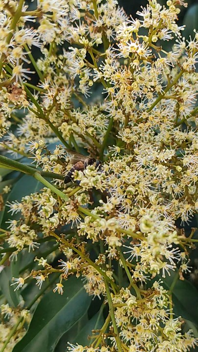 Honey Bees Collecting Nectar