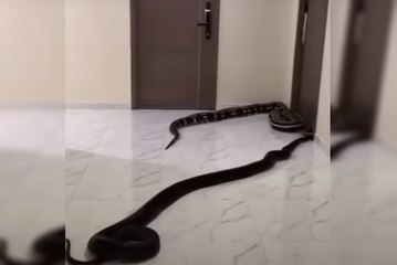 Cobras são soltas em prédio após revolta por latidos de cão; vídeo