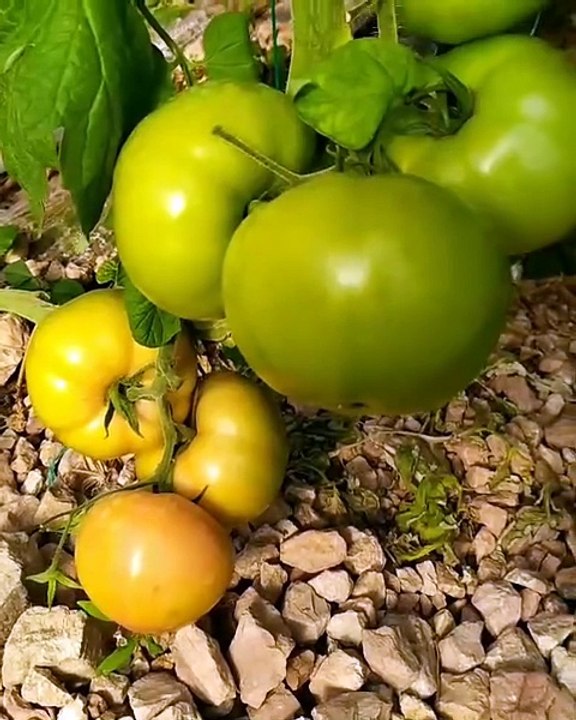 the end of a good tomato cultivation #tomatoes