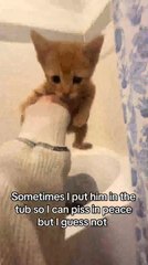 Kitten Nearly Falls After Jumping From Bathtub