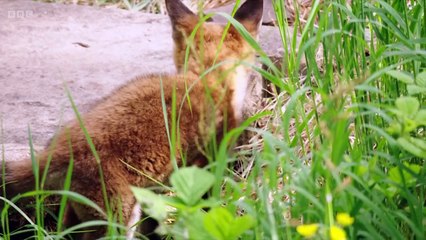 Springwatch 2025 episode 3