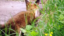 Springwatch 2025 episode 3
