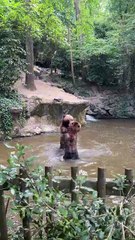 JEUX entre les grizzlys au Zoo de la Flèche