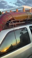 Peixe gigante da Amazônia é pescado em rio na Bahia