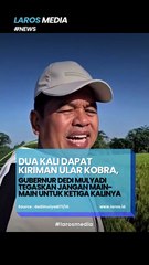 Dua Kali Dapat Kiriman Ular King Cobra, KDM Tegaskan Untuk Tidak Ulangi Lagi Kepada Pelaku