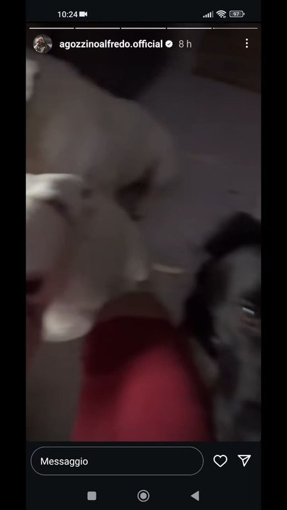 agozzino Alfredo i miei cani