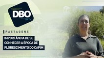 Pastagens: importância de se conhecer a época de florescimento do capim
