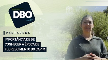 Pastagens: importância de se conhecer a época de florescimento do capim