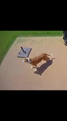 Dog Rests Beneath Umbrella When Wind Lifts It Away