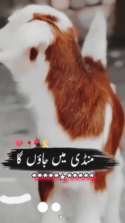 🐐 قربانی کا جانور کیسا ہونا چاہیے؟ – شریعت کی روشنی میں ✅ 1. جانور کی قسم قربانی صرف ان جانوروں کی ہو سکتی ہے جو شریعت نے مقرر کیے ہیں:  اونٹ (Camel)  گائے / بیل / بھینس (Cow, Buffalo)  بکرا / بکری / دنبہ / بھیڑ (Goat, Sheep, Ram, Ewe)  ✅ 2. جانور کی عمر