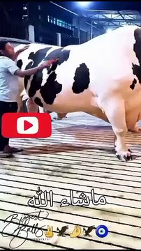 Qurbani Ka Janwar ｜Qurbani Ka Janwar 2025 ｜Eid UL Adha 2025