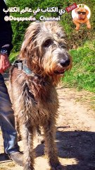 كلب الذئب الآيرلندي | Irish wolfhound