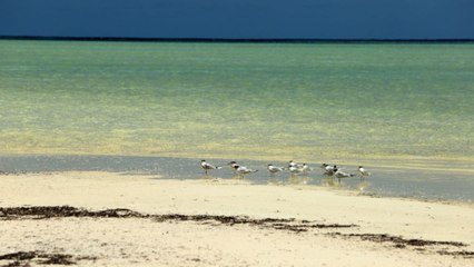 Les Seychelles, un paradis écologique